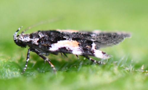 Réf. 323 503 : Teleiodes luculella